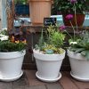 Planted Arrangements - Outdoors